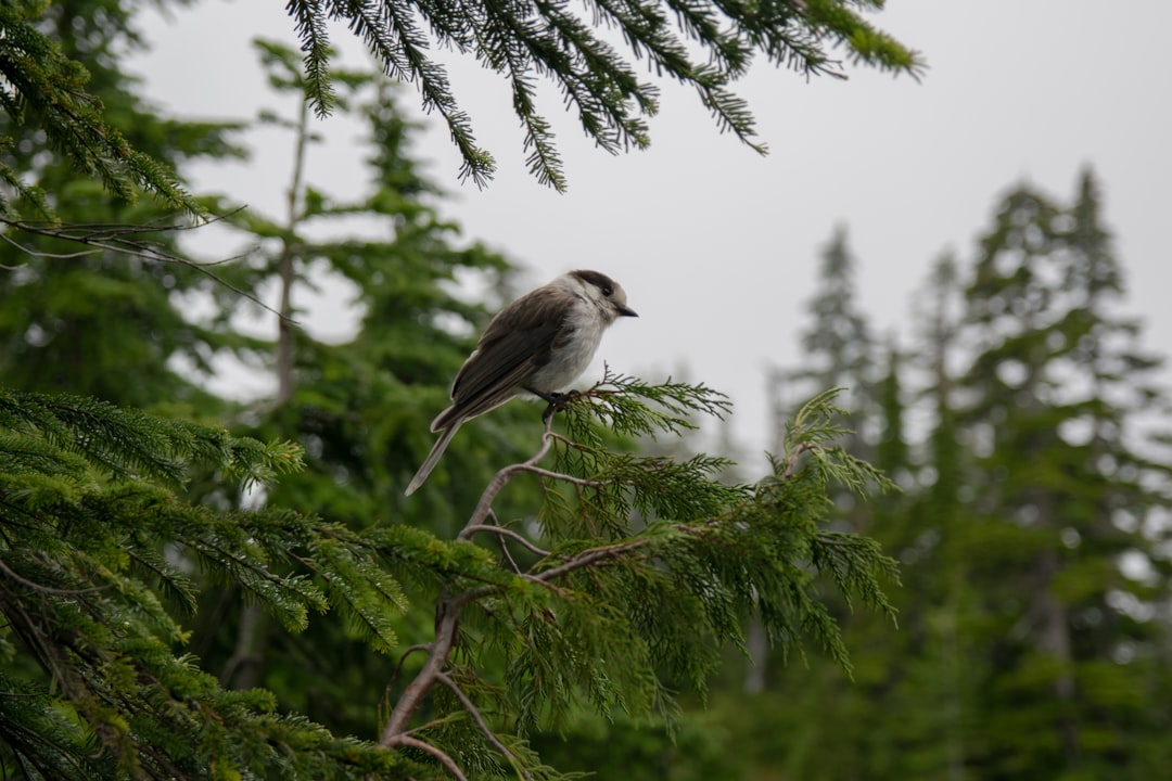 British Columbia: Berge, B&auml;ren & wilde K&uuml;sten