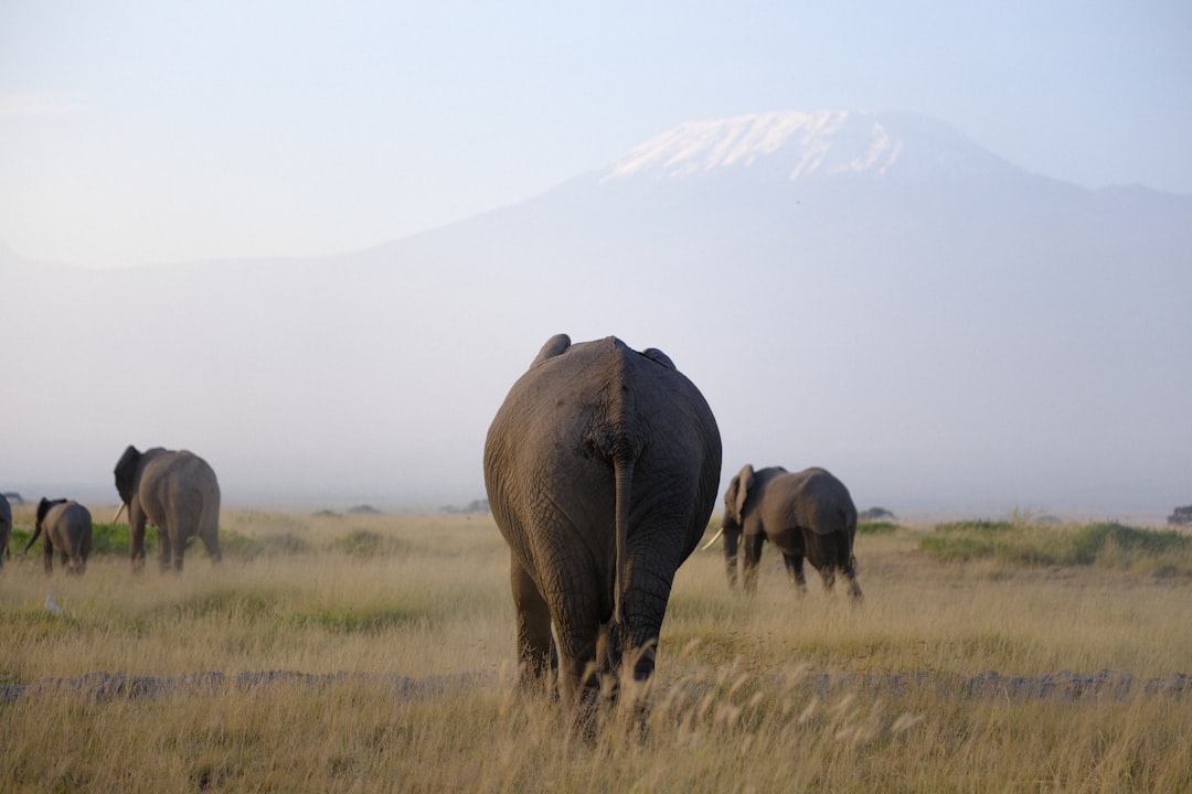 Kenia: Wildnis, Flamingos & Kilimandscharo-Blick