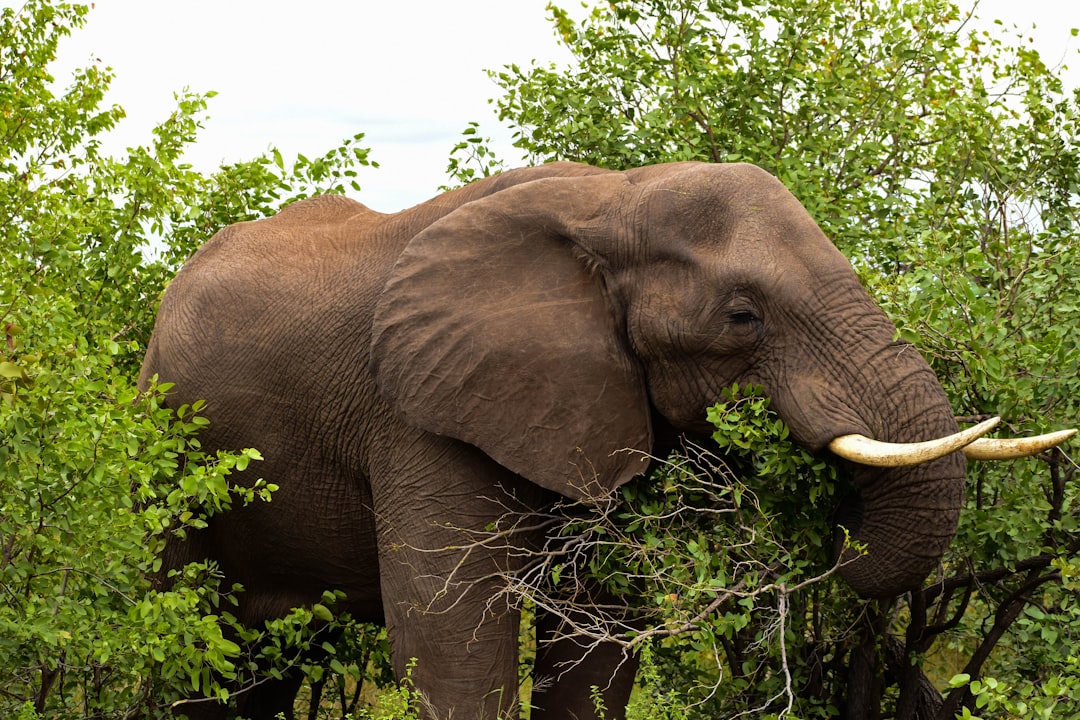 Krger, Eswatini  KwaZulu-Natal