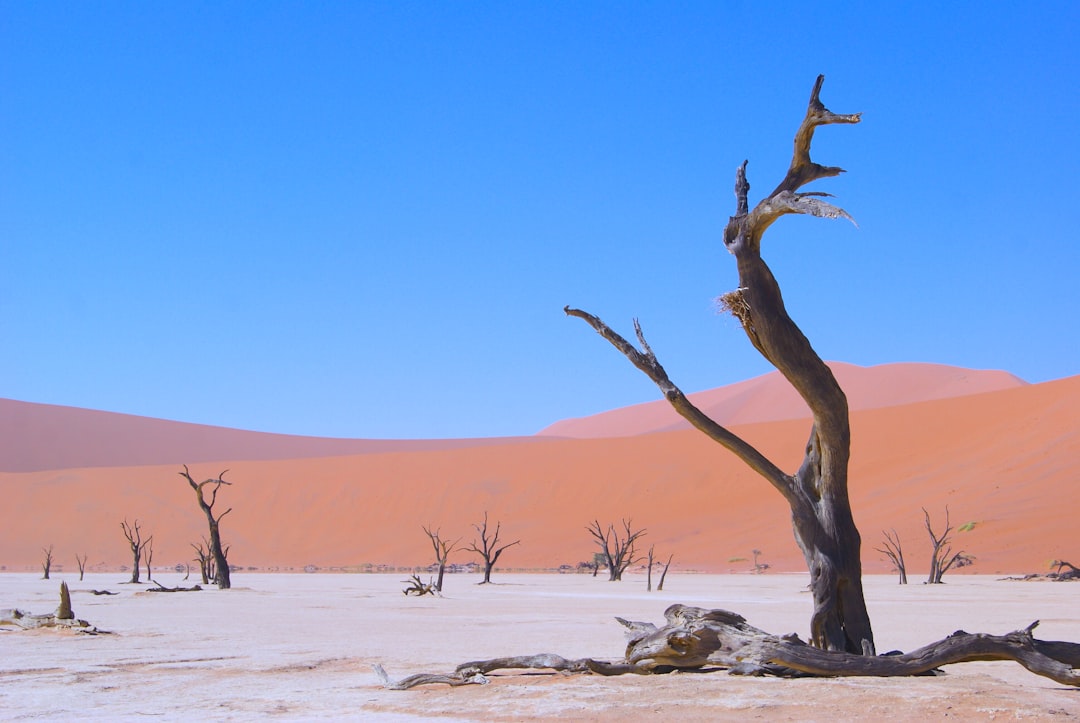 Namibia Safari: W&uuml;stenelefanten & Sternen&auml;chte