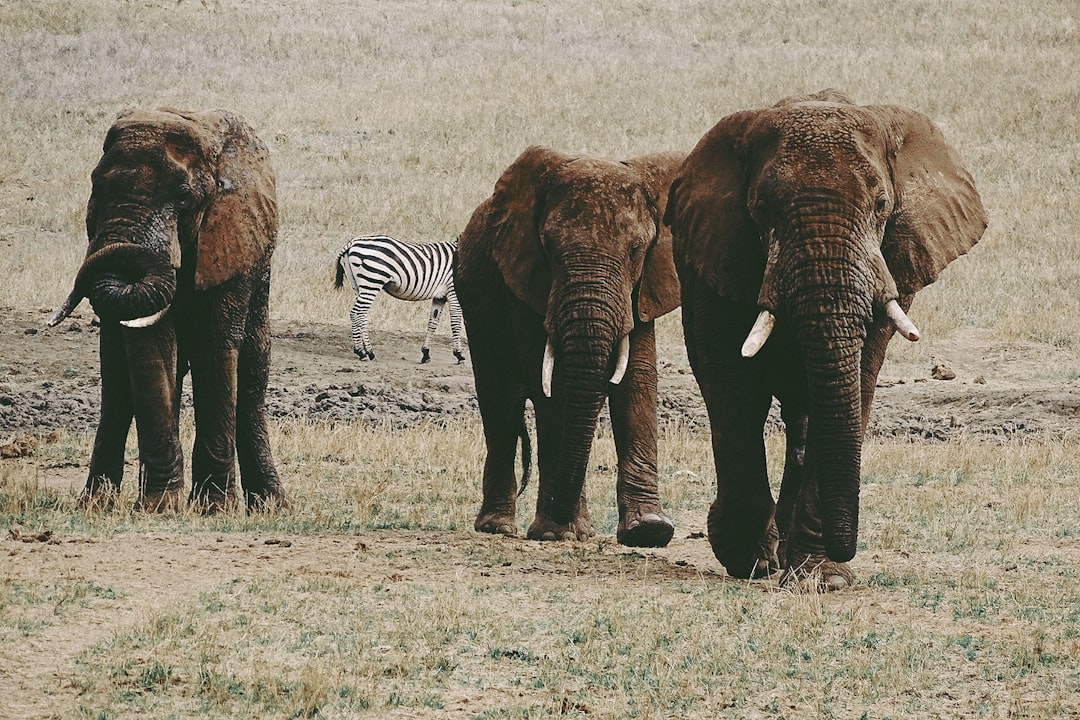 Kenia